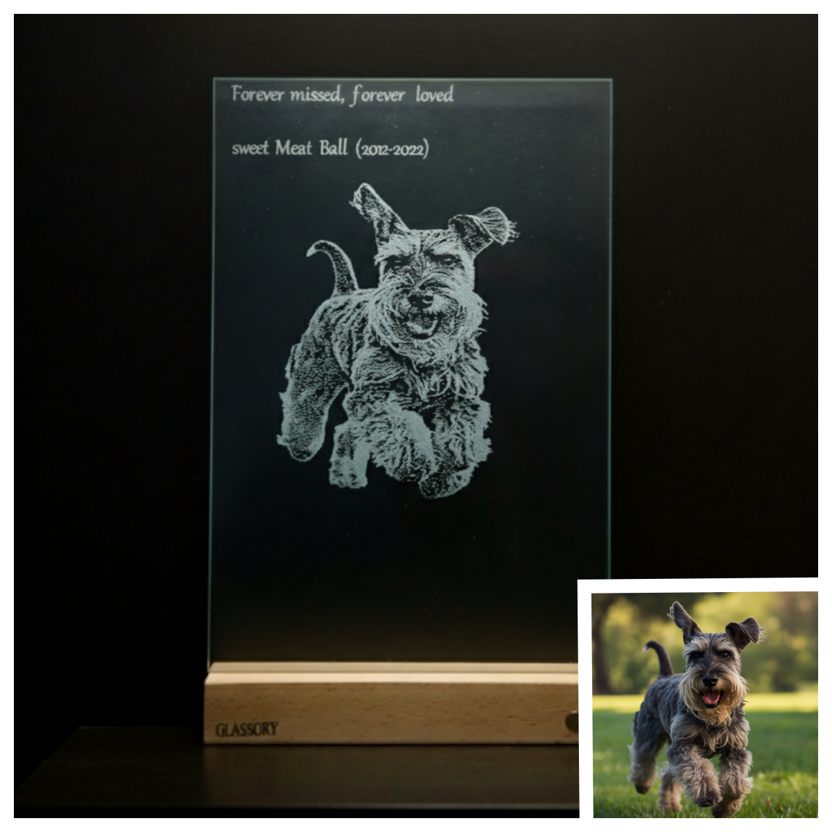 In Memory of Meat Ball . Schnauzer . 2012-2022